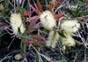 Willow Bottlebrush - Photo no rights reserved, uploaded by Peter de Lange
