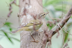 Phylloscopus inornatus