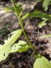 Verbesina alternifolia