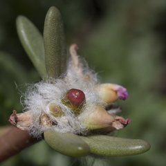 Portulaca villosa