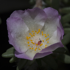 Portulaca villosa