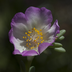 Portulaca villosa