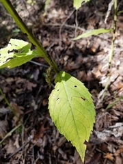 Verbesina alternifolia