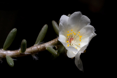 Portulaca villosa