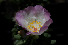 Portulaca villosa