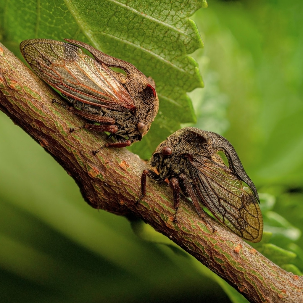 Horned Treehopper
