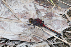Leucorrhinia borealis