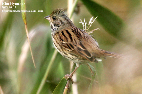 Black-faced Bunting (Emberiza spodocephala), photo 10