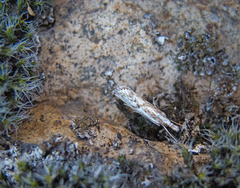 Catoptria confusellus