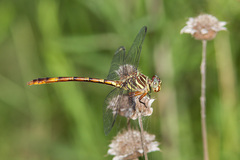 Aphylla angustifolia