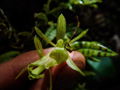 Epidendrum stanhopeanum