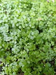 Callitriche muelleri