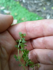 Callitriche muelleri