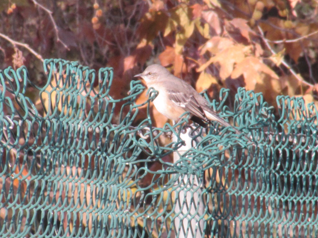 Northern Mockingbird from Sunset Park, Visalia on December 05, 2015 by ...