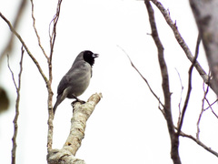 Schistochlamys melanopis