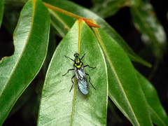 Raphiocera ornata