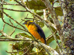 Anisognathus lacrymosus