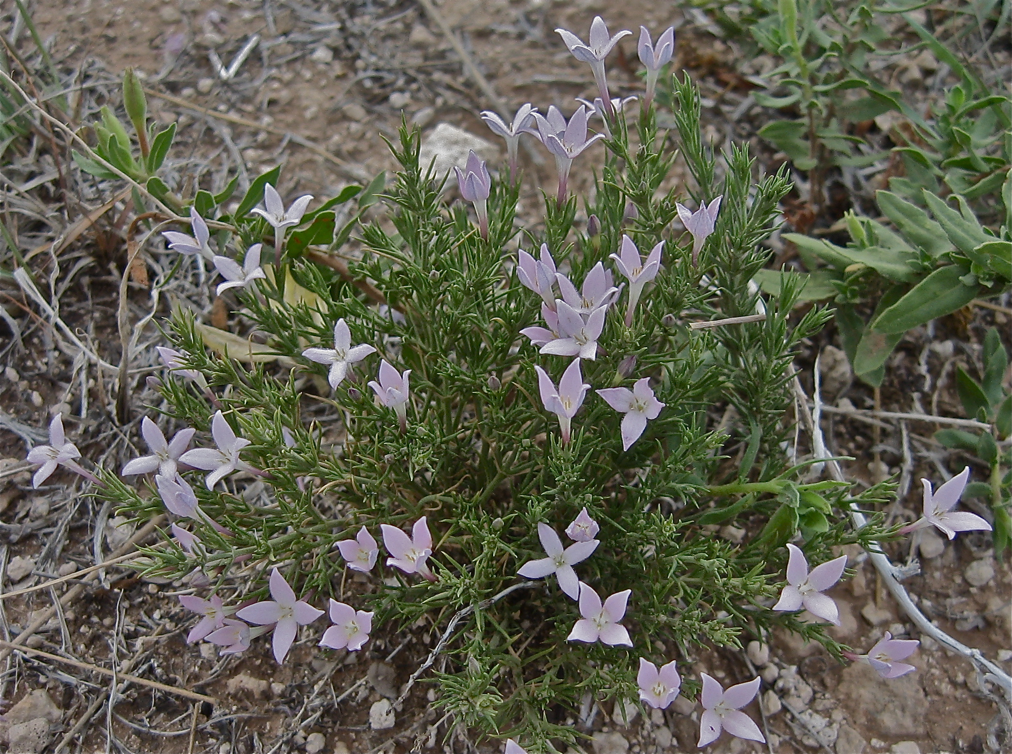 Houstonia acerosa var. acerosa