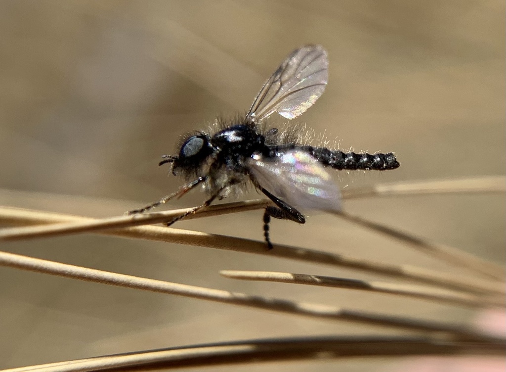 Bibio criorhinus