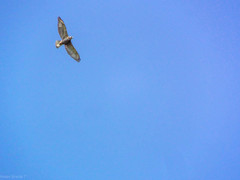 Buteo albigula