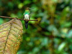 Haplophaedia aureliae