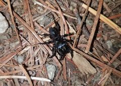 Sphodros niger