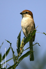 Bull-Headed Shrike photo 5