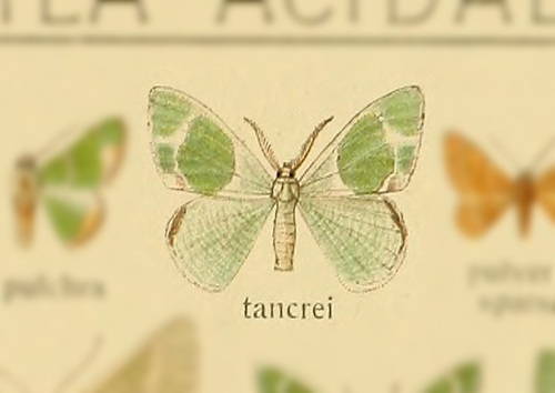 Comibaena tancrei · iNaturalist