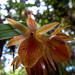 Epidendrum arevaloi - Photo (c) Mateo Giraldo Tamayo, some rights reserved (CC BY-NC), uploaded by Mateo Giraldo Tamayo