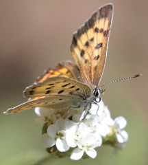 Tharsalea nivalis