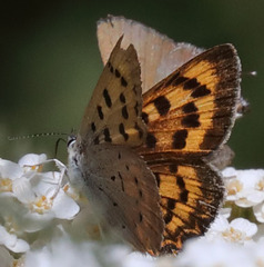 Tharsalea nivalis