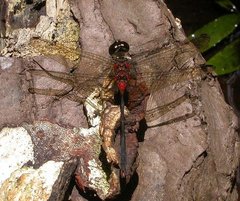 Nesogonia blackburni
