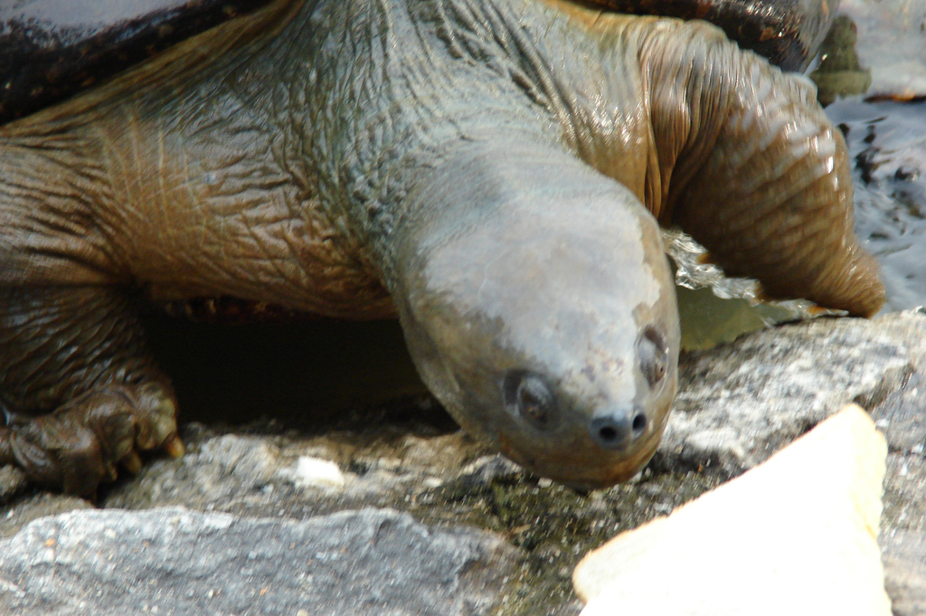 Western Malay River Terrapin in August 2008 by Nur Hussein · iNaturalist