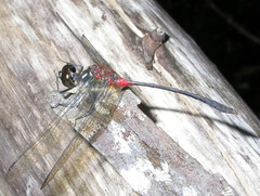 Nesogonia blackburni