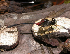 Nesogonia blackburni