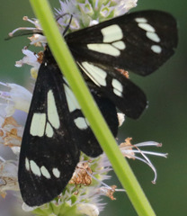 Gnophaela latipennis