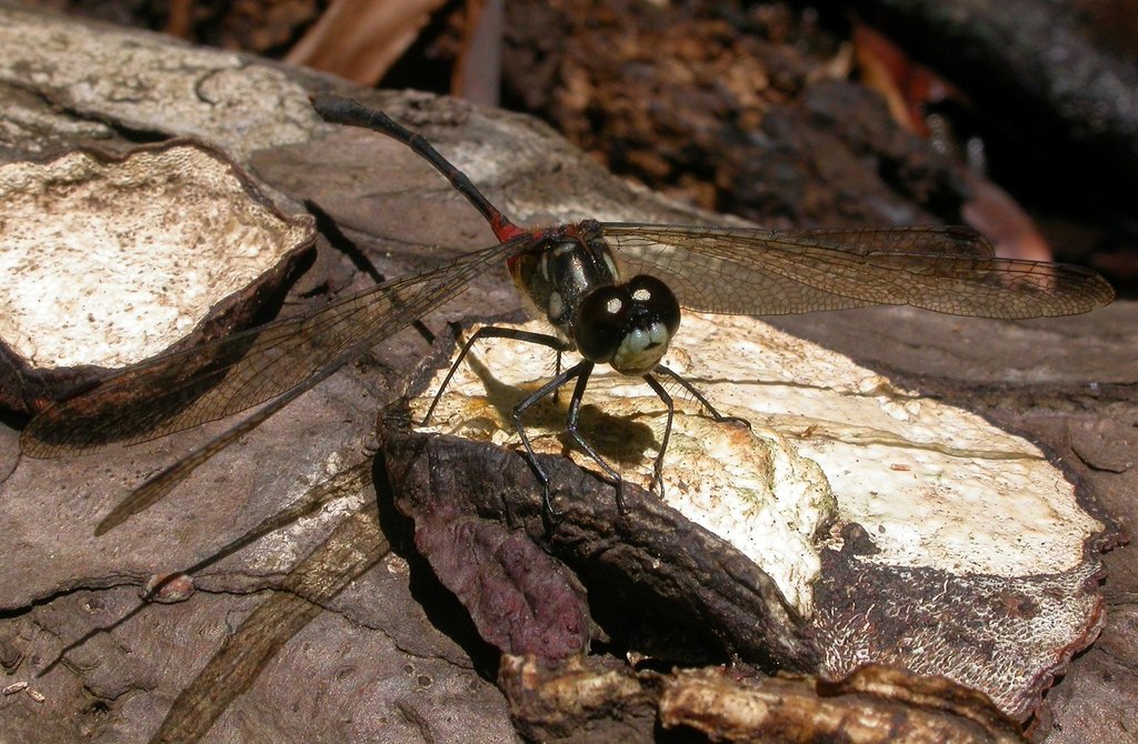 Blackburn Dragonfly