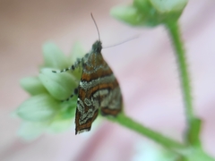 Choreutis orthogona