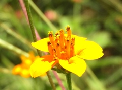 Sclerocarpus divaricatus