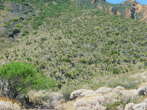Nolina brandegeei