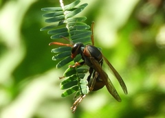 Polistes pacificus