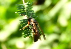 Polistes pacificus
