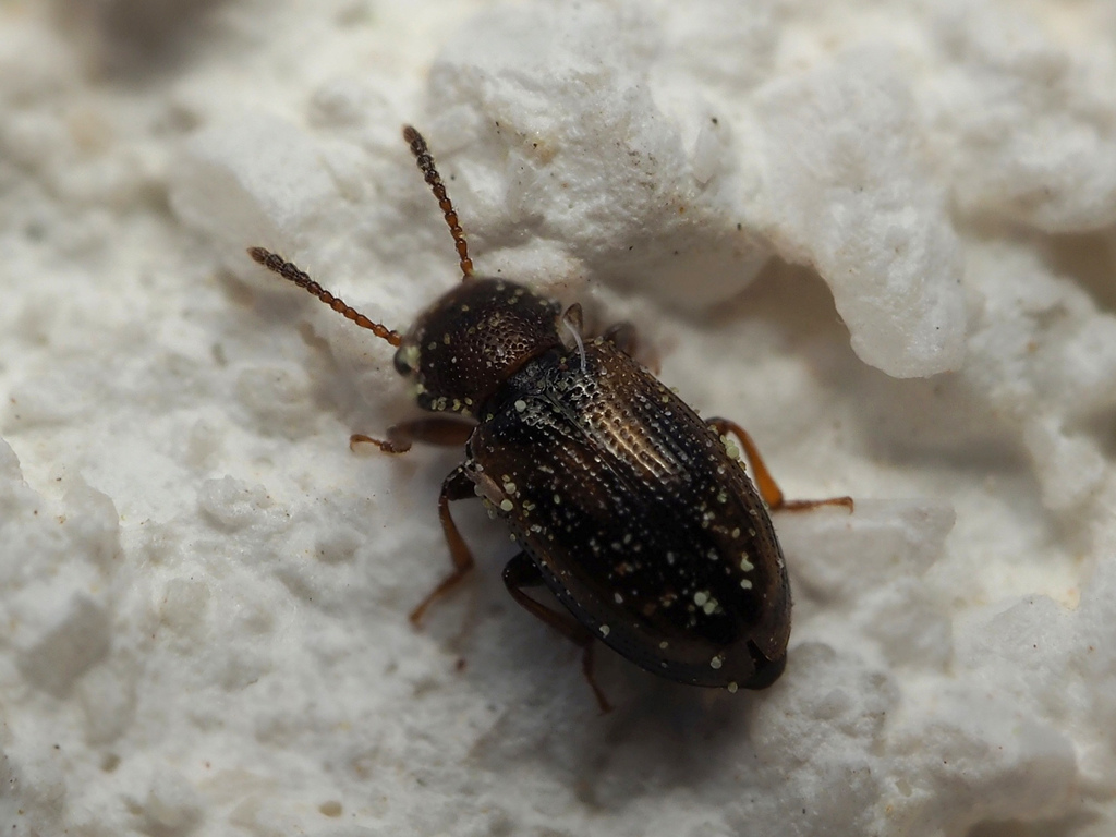 Lissodema lituratum
