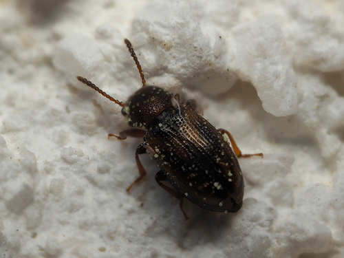 Lissodema lituratum