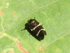 Aeneolamia albofasciata
