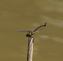 Ictinogomphus pertinax