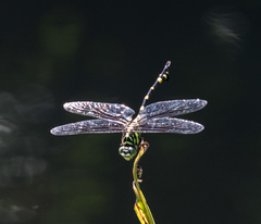 Ictinogomphus pertinax