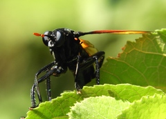 Protomydas rubidapex