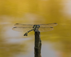 Ictinogomphus pertinax