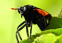 Protomydas rubidapex